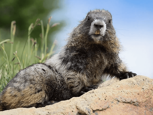 Nature, narrated the CANAL+ way